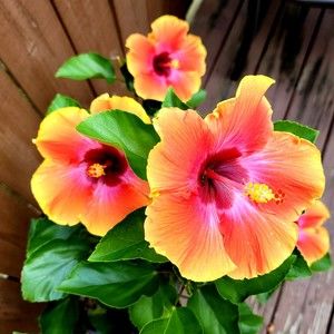 Meet your Posher, Posh